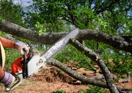 How Our Tree Care Process Works  in Wauchula, FL